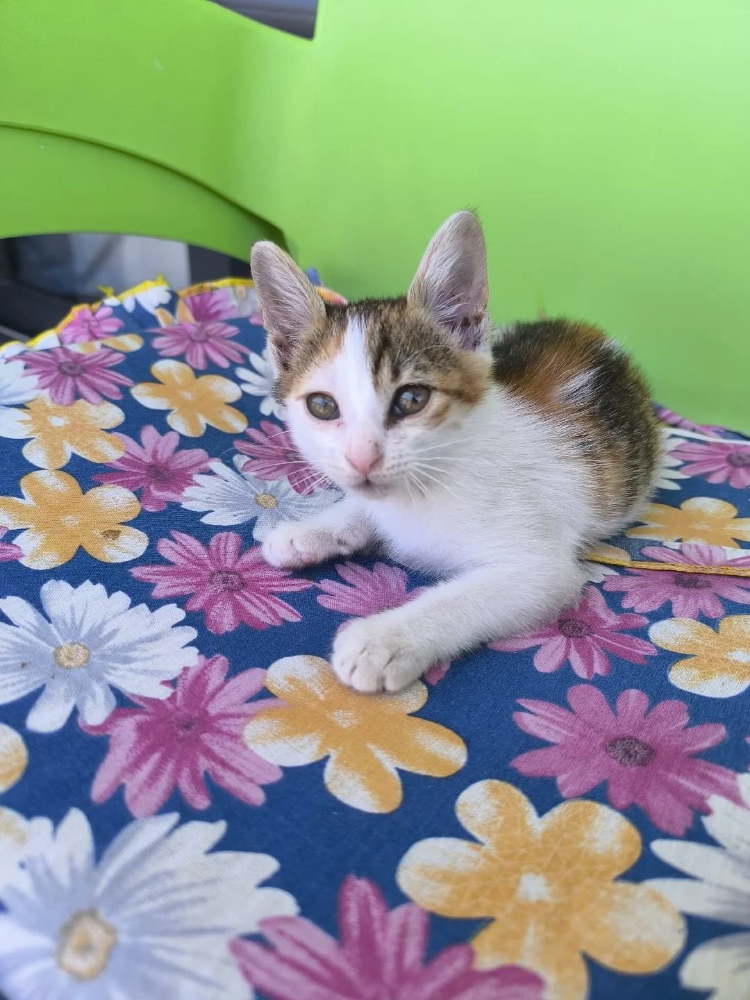 Yavru kedicik