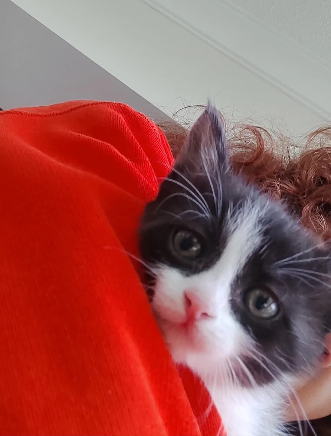 Milka Jr artık kendi evine çıkmak istiyormuş