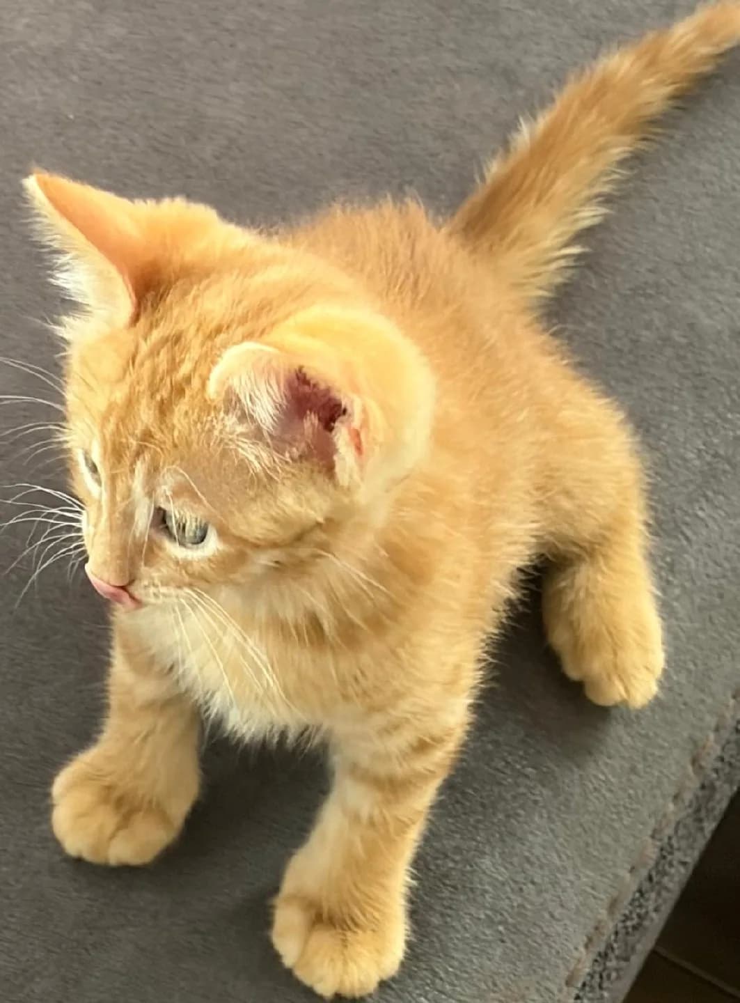 Garfi(Büyünce Garfield olacak)