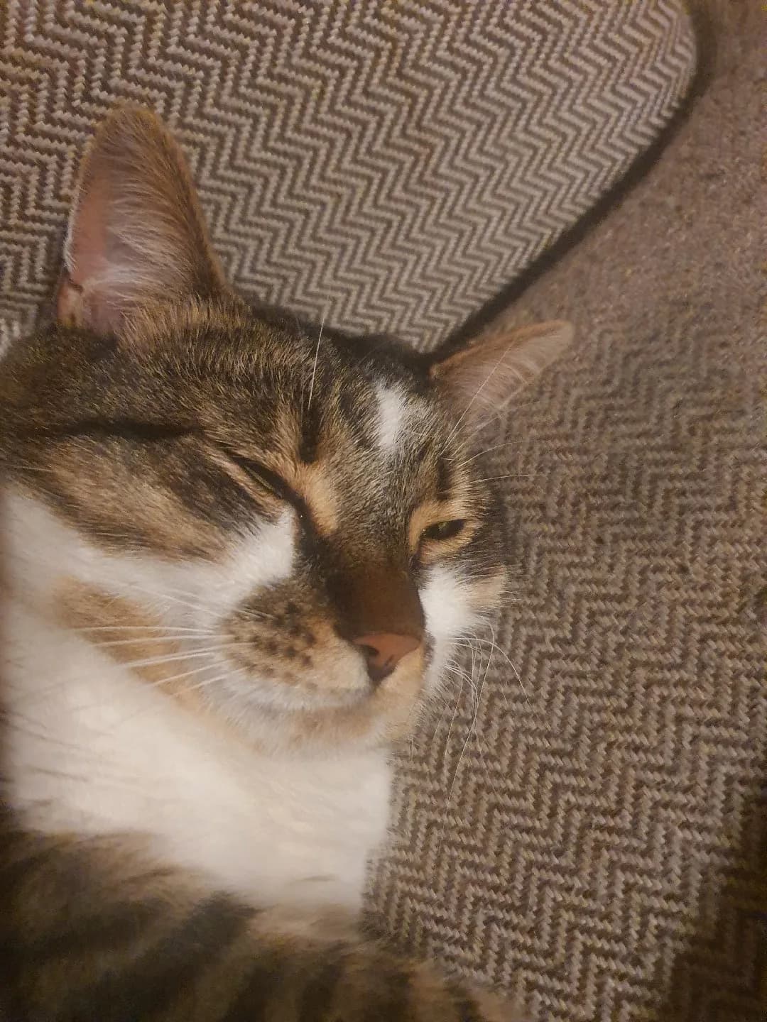 Uysal sevgi pitircigi Kitty