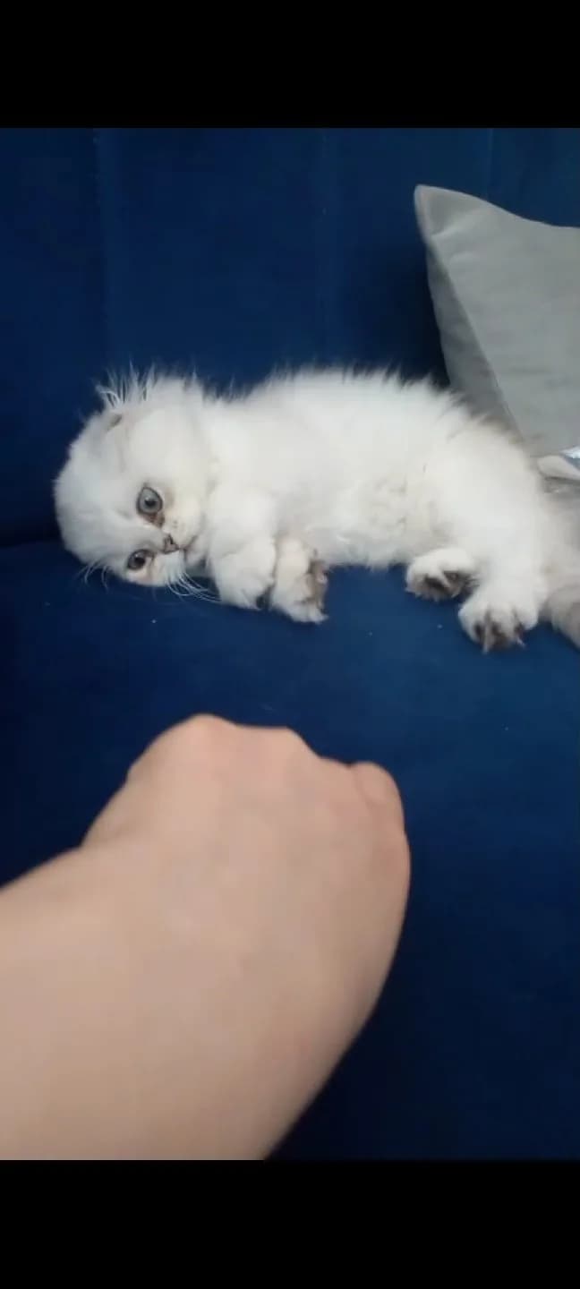 sevimli pamuk için yuva