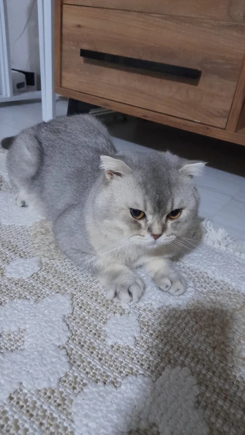 kedimiz teoyu sahiplendiriyoruz