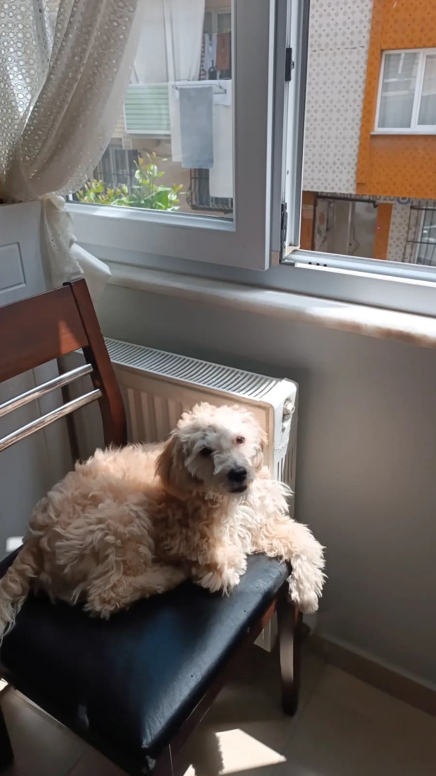8 aylık maltipoo yavru köpek
