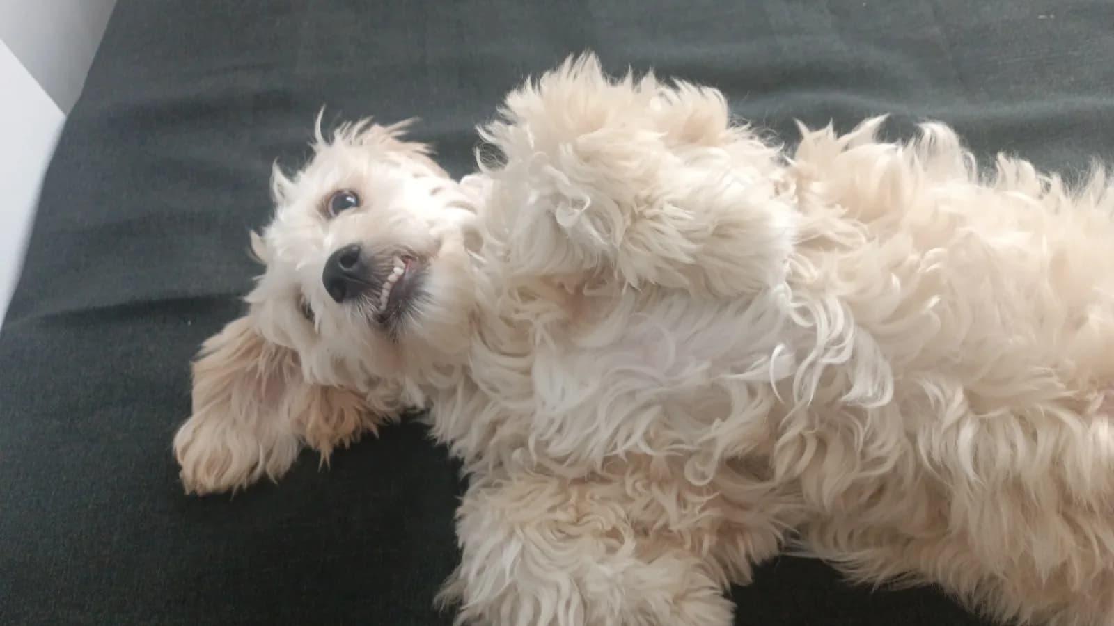 8 aylık maltipoo