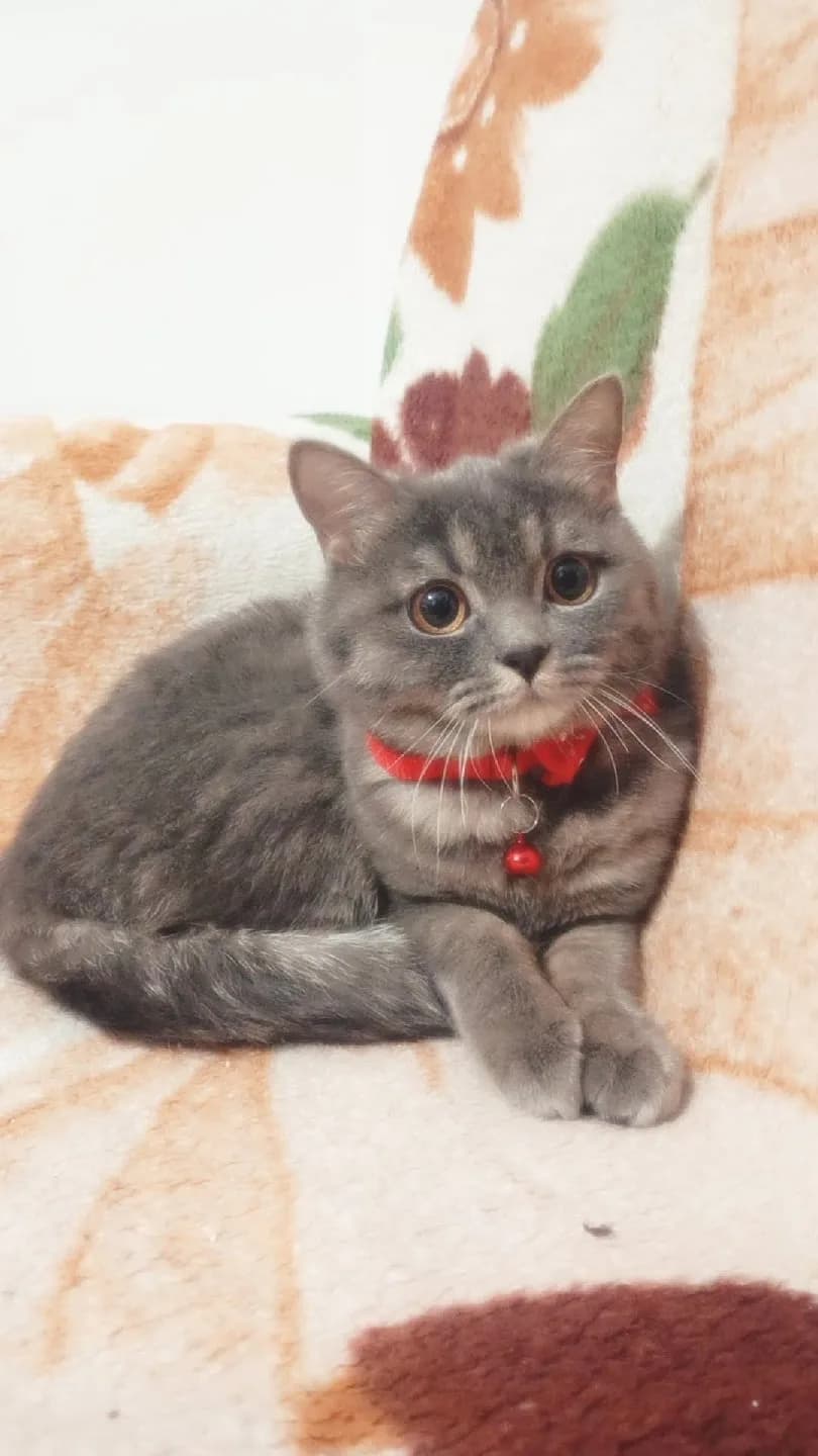 Miya kedisi