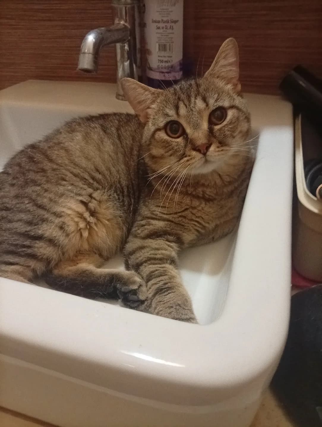 British shorthair