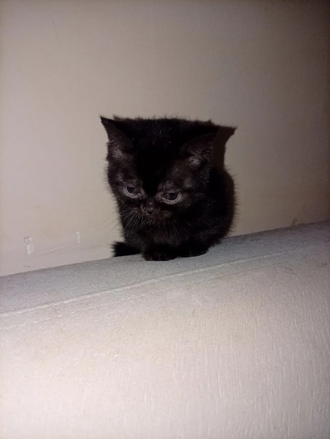 British shorthair