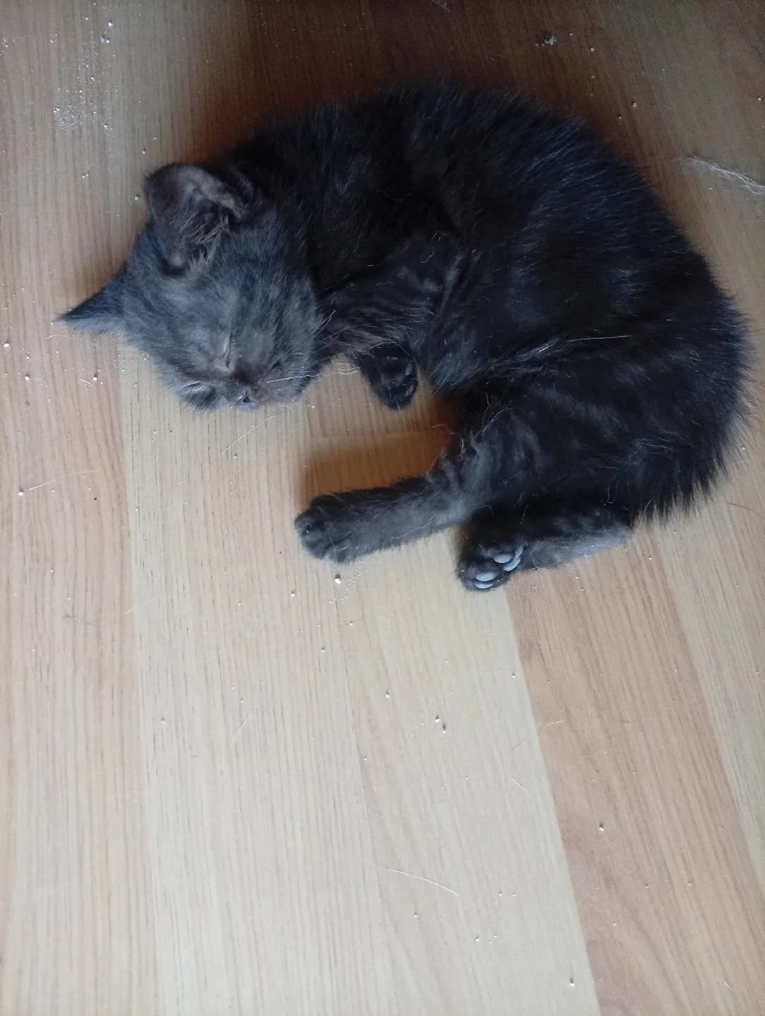 Siyah british shorthair dişi