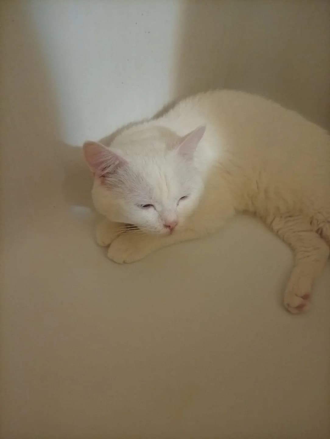 British shorthair beyaz