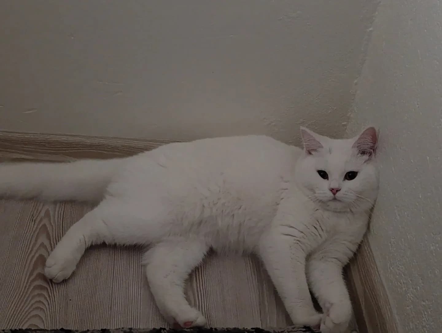 kedi sahiplendirme