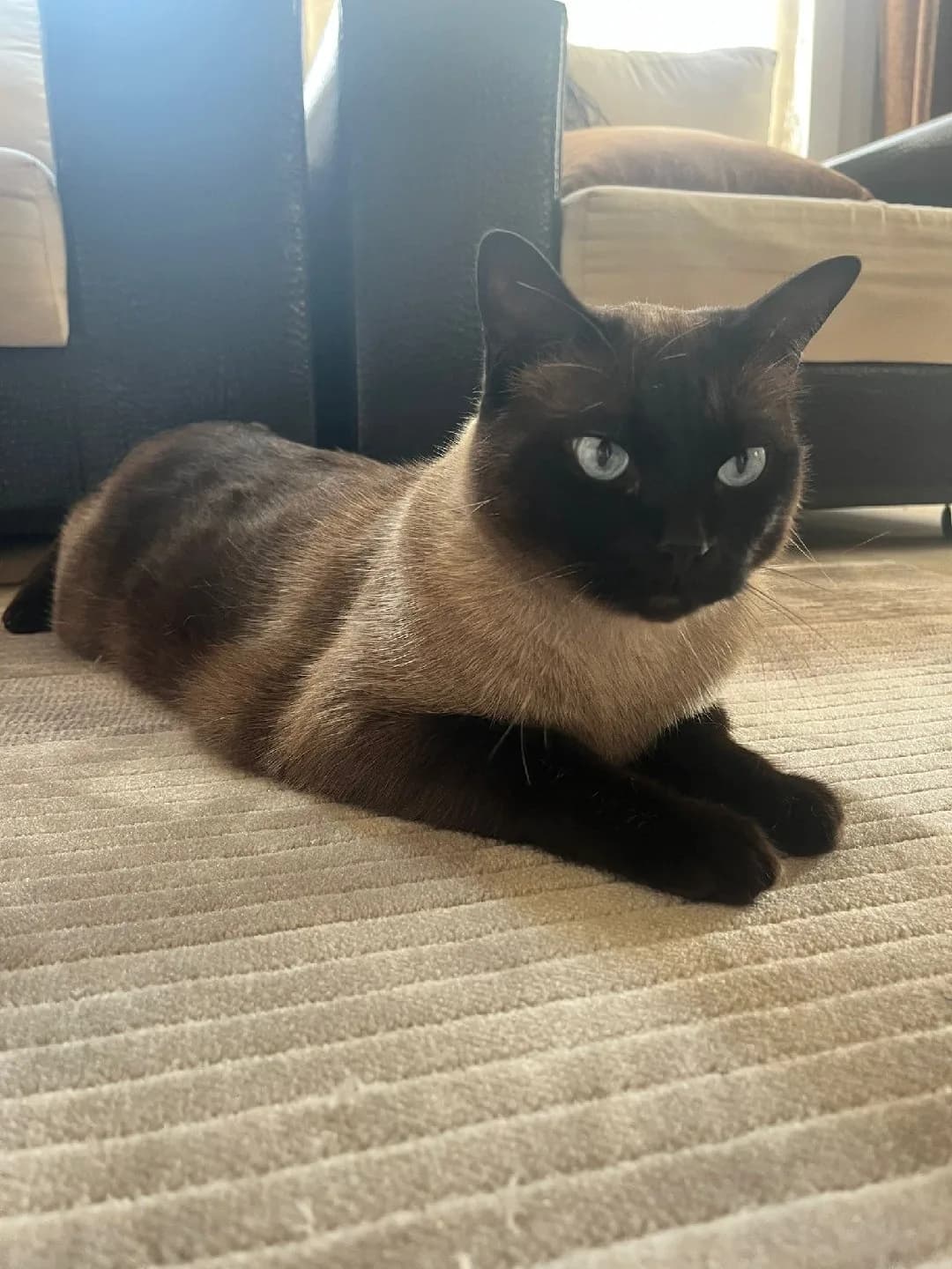 pasaportlu kedi