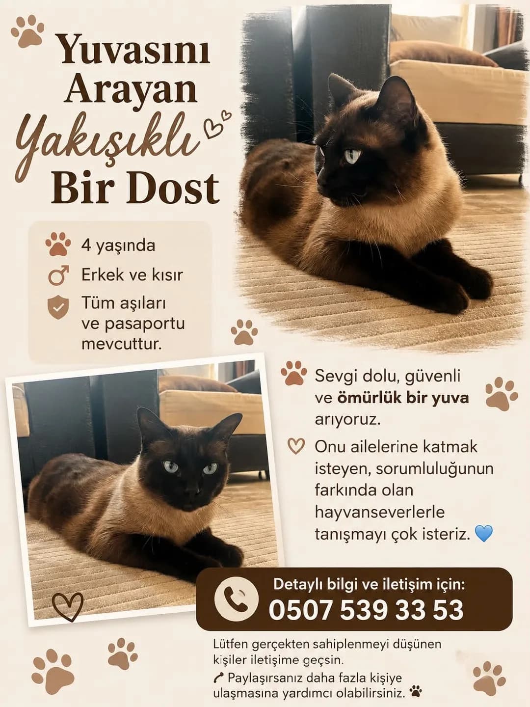 pasaportlu kedi