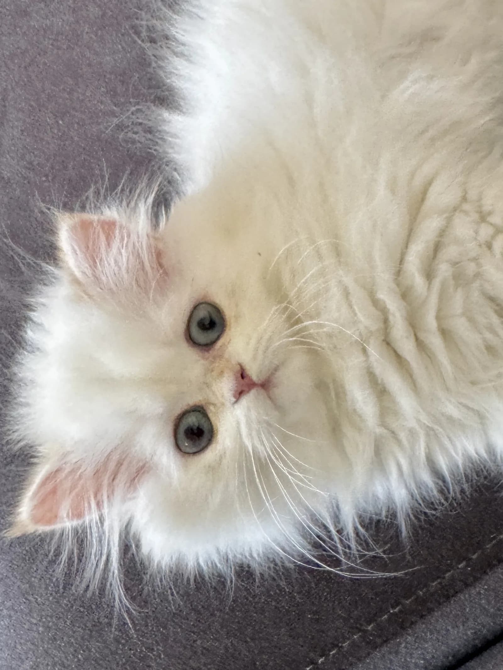 saf kanli british long hair kedi