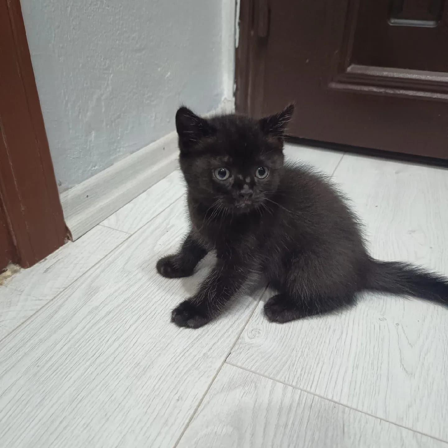 ücretsiz british shorthair kedi sahiplendirme.