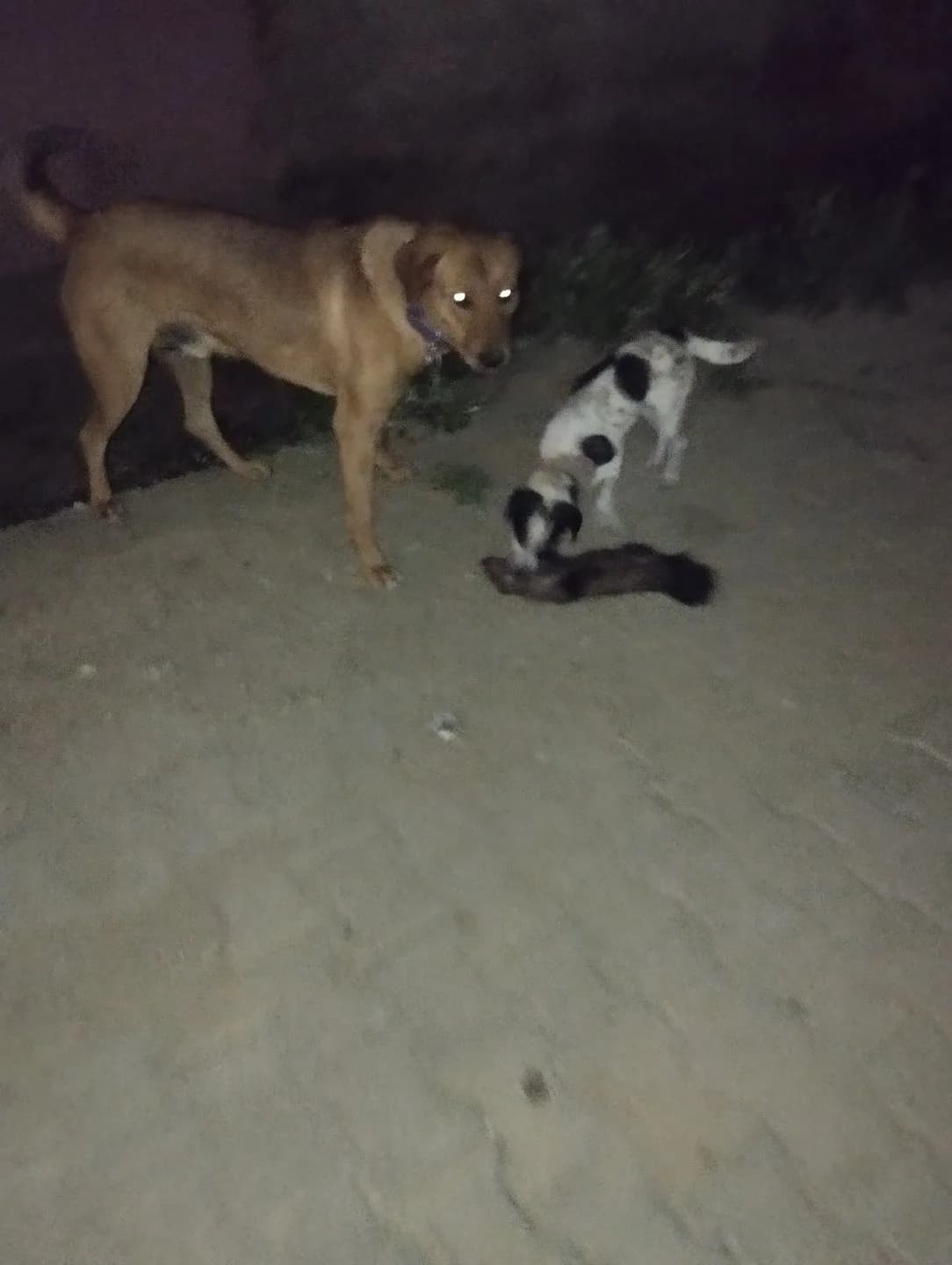 "Av güdüsü çok yüksektir; ördek, tavuk gibi kümes hayvanları ile bir arada yaşamaya uygun değildir."
