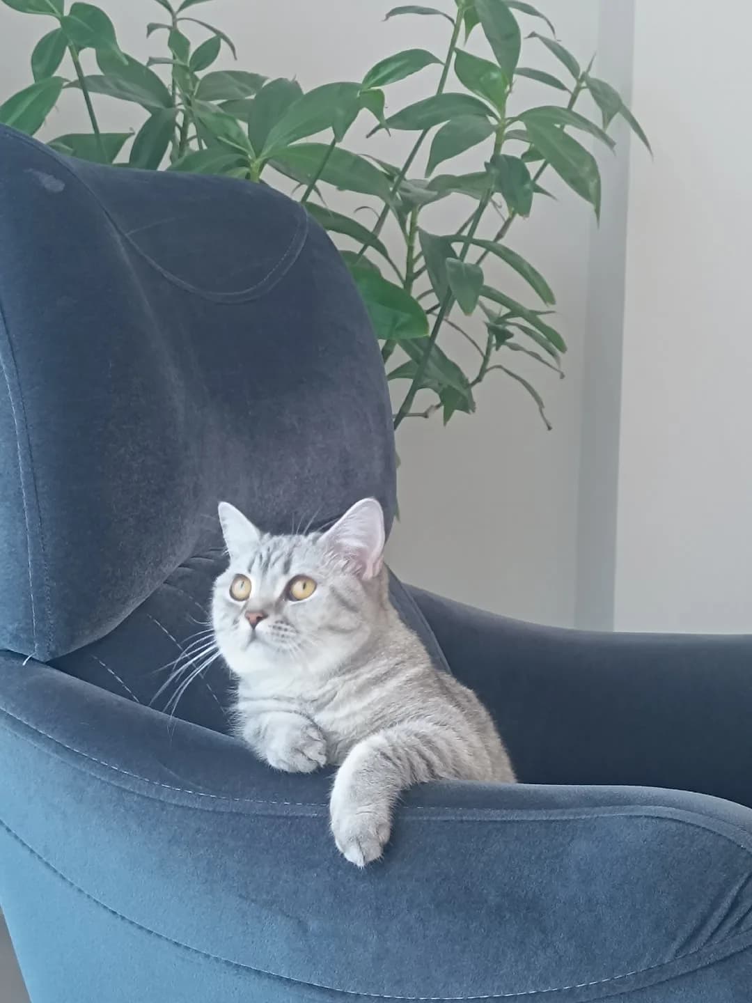 kalıcı acil yuva arıyoruz