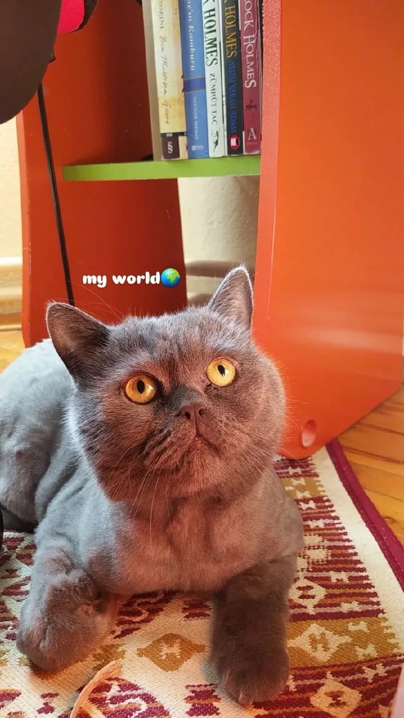 Asili yeni bir yuva arıyoruz