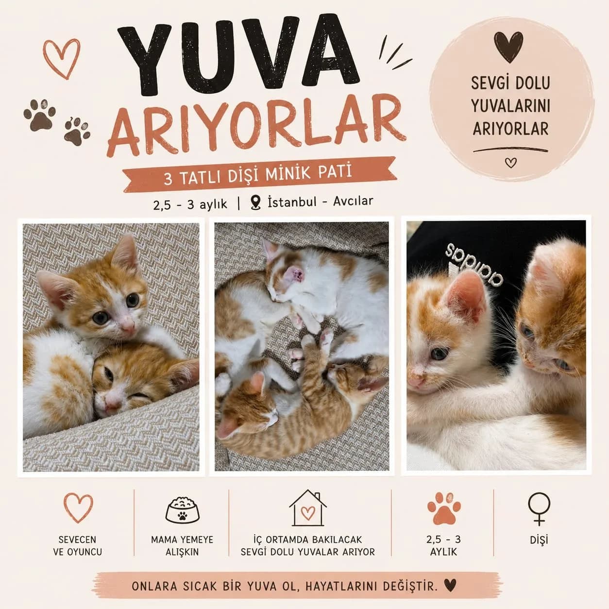 küçük yavru kızlarımıza yuva arıyoruz!!
