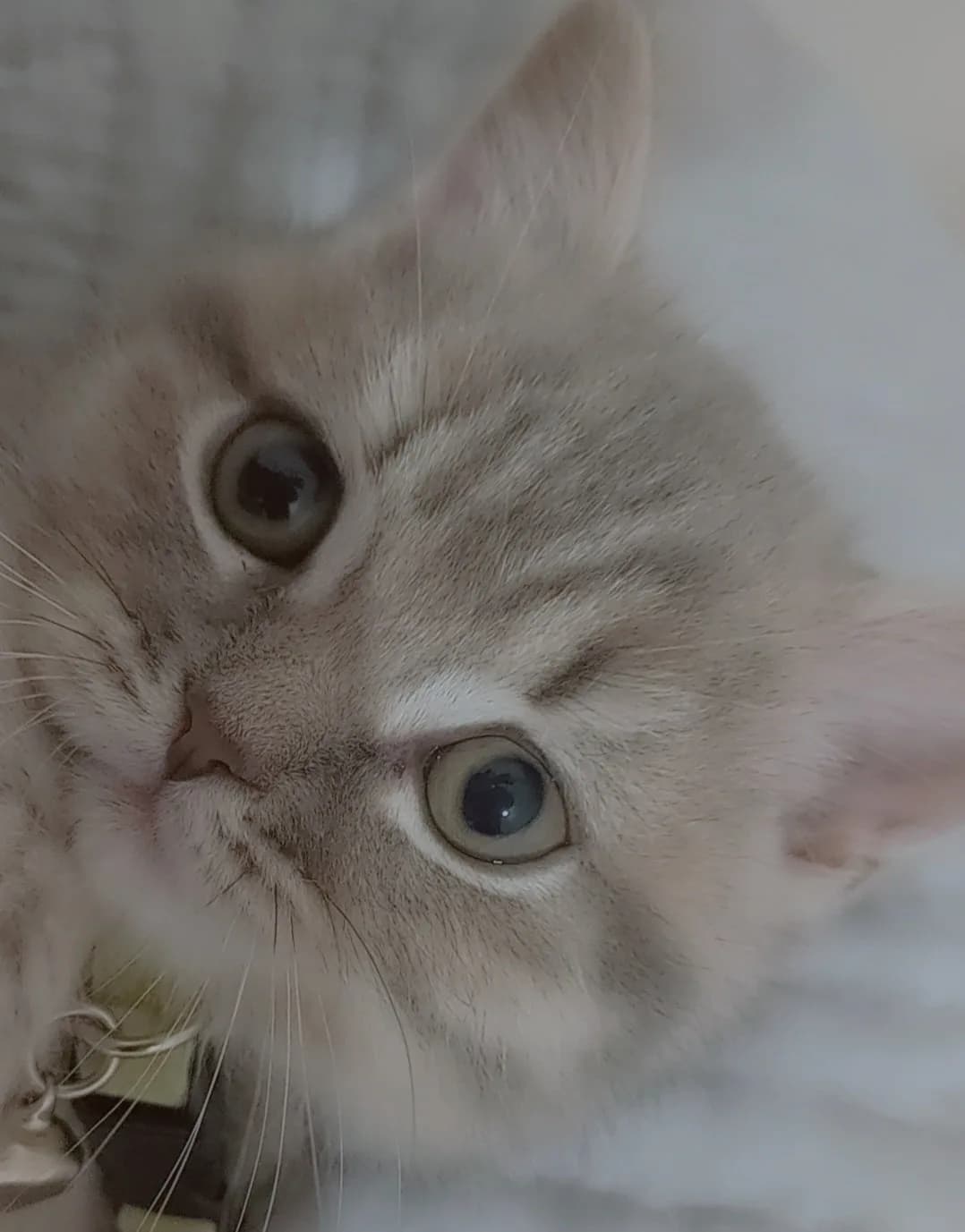 kedi duman