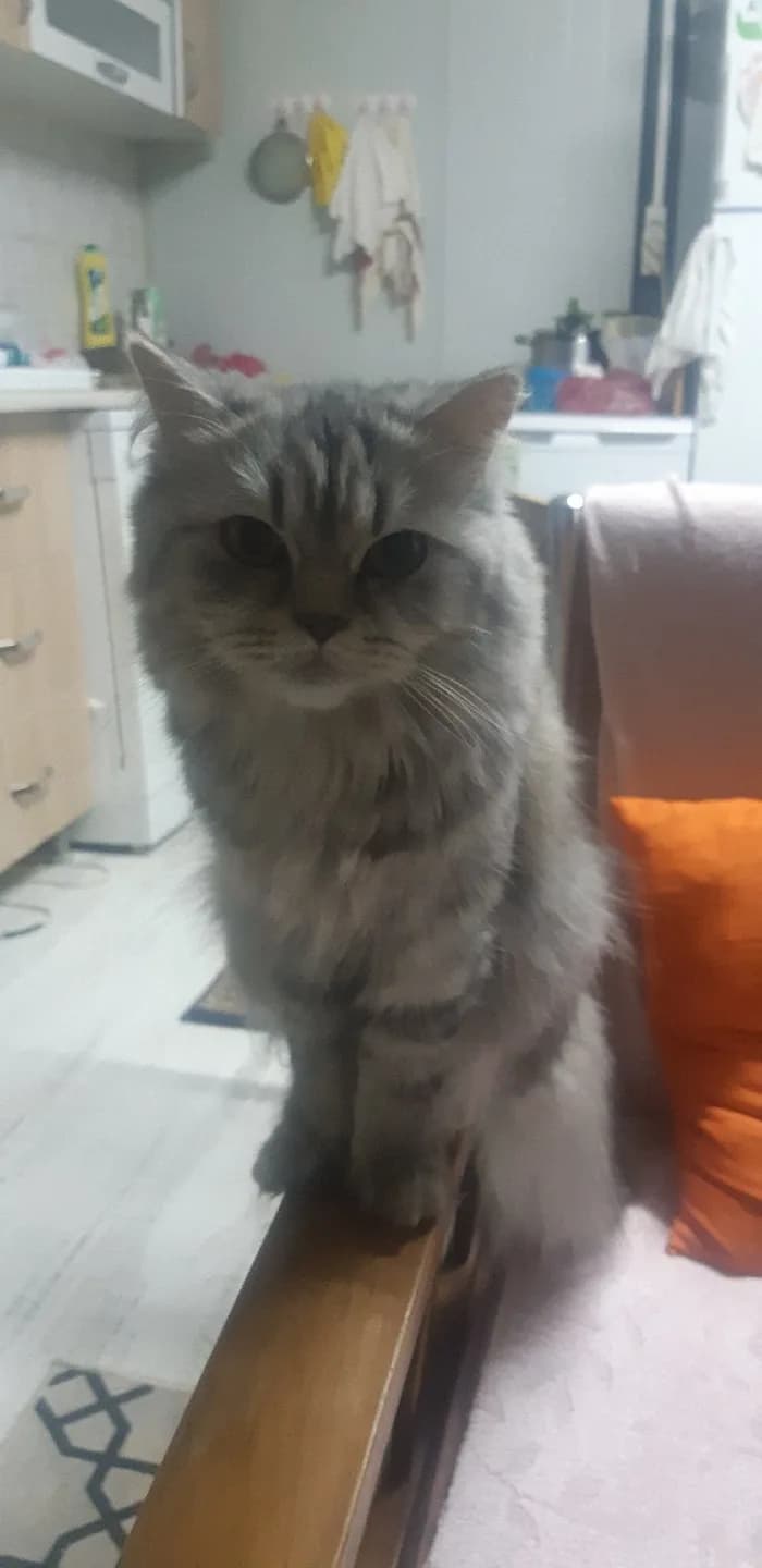 Çakıl kızımızı sahiplendiriyoruz
