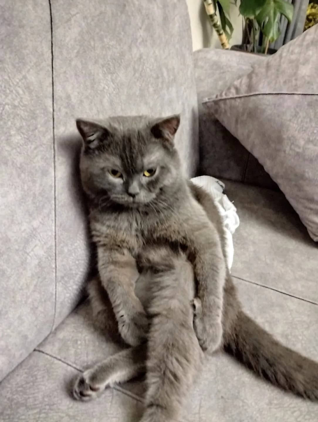 biritiş evcil kedi