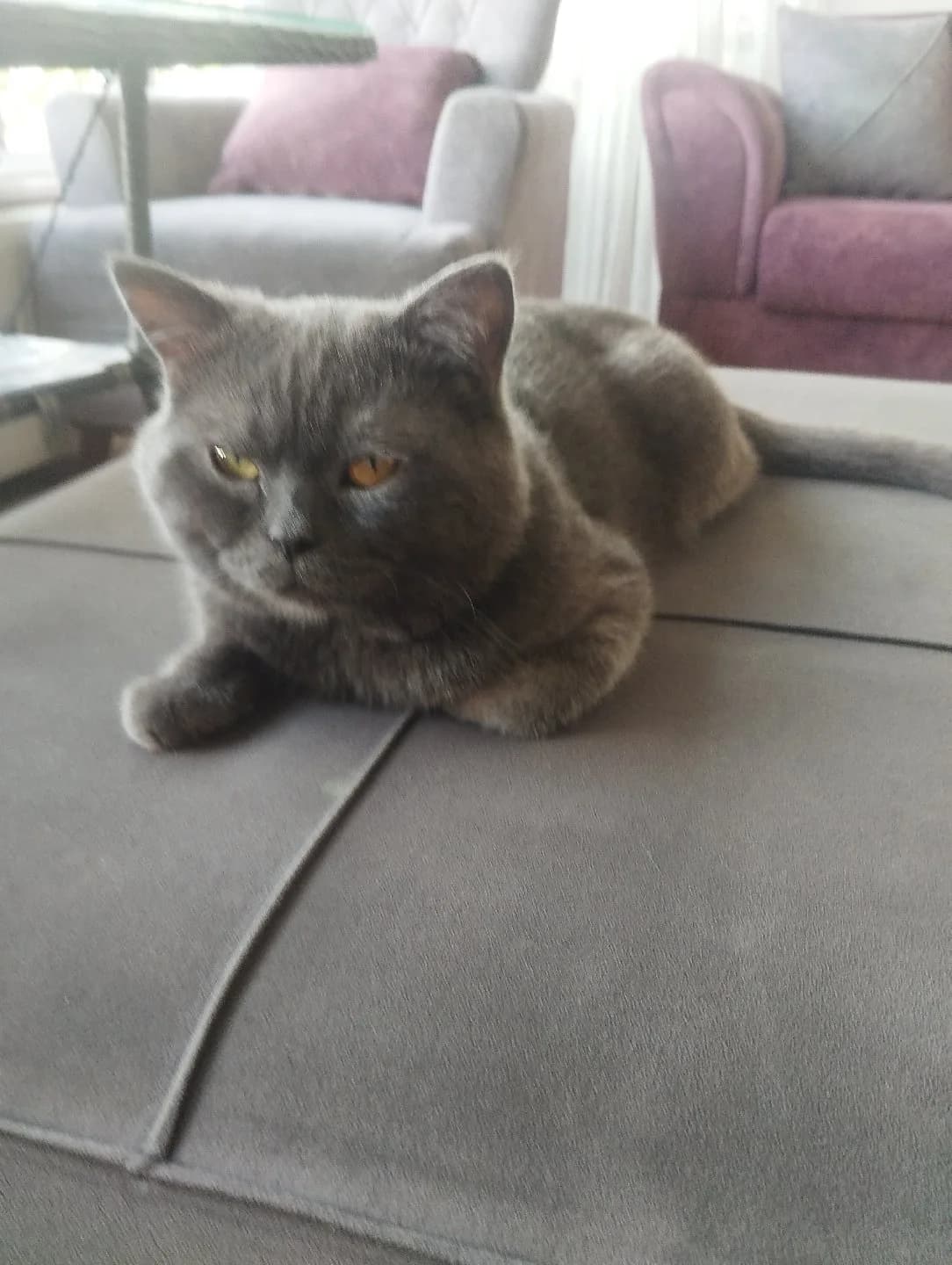 evcil kedi