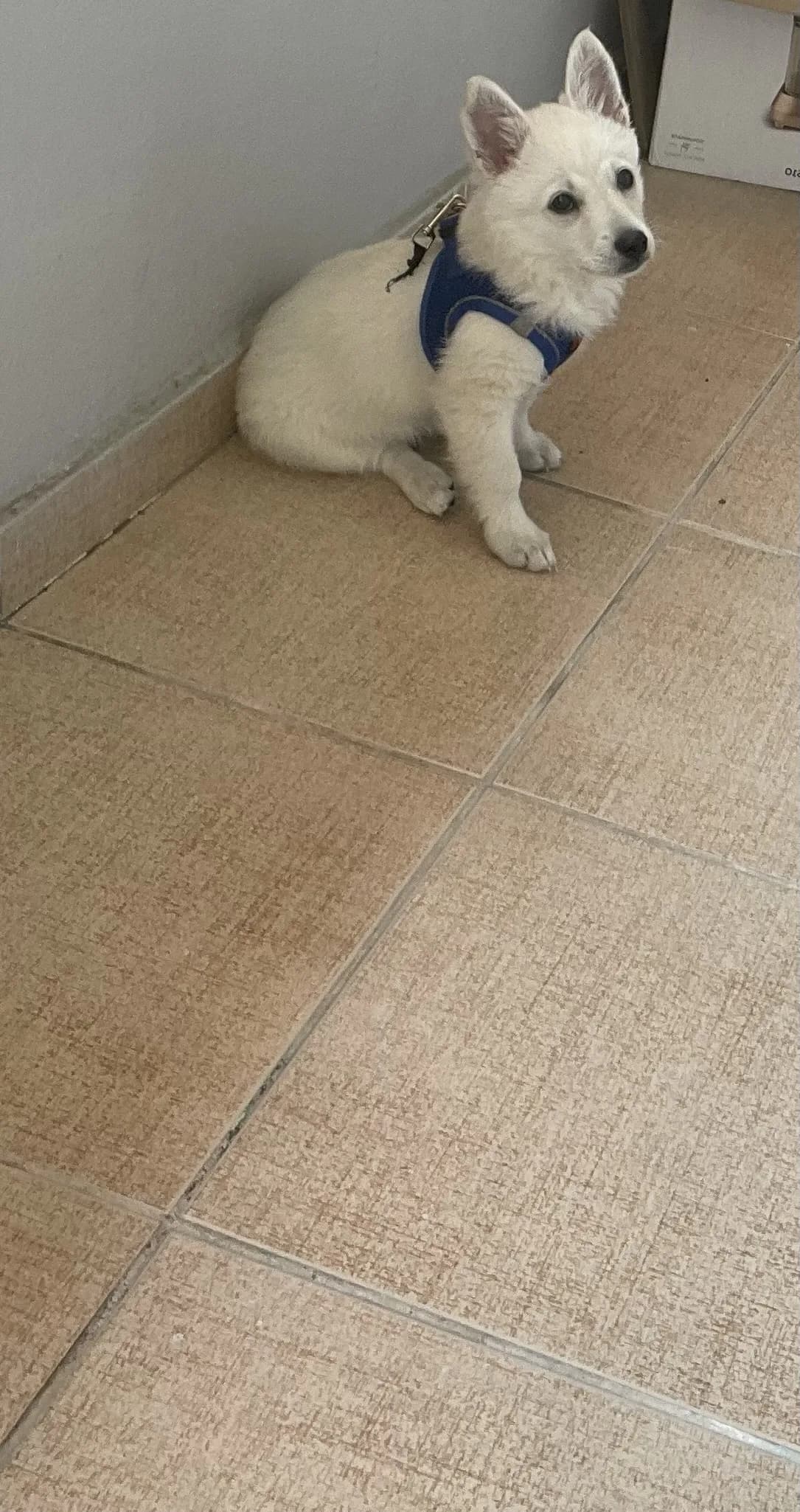 Sevgi dolu yuva arıyor