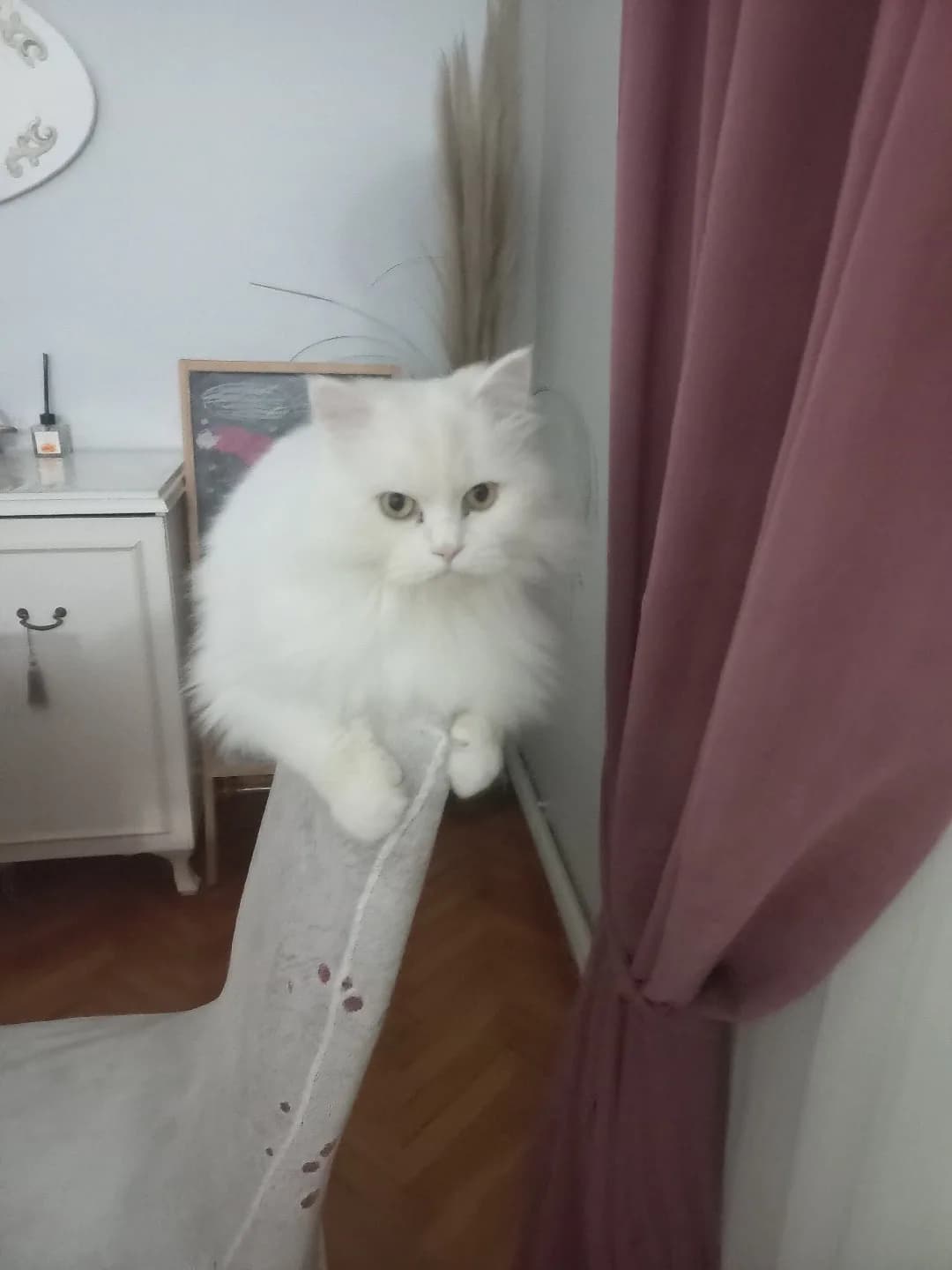 LİYA YENİ SAHİBİNİ ARIYOR