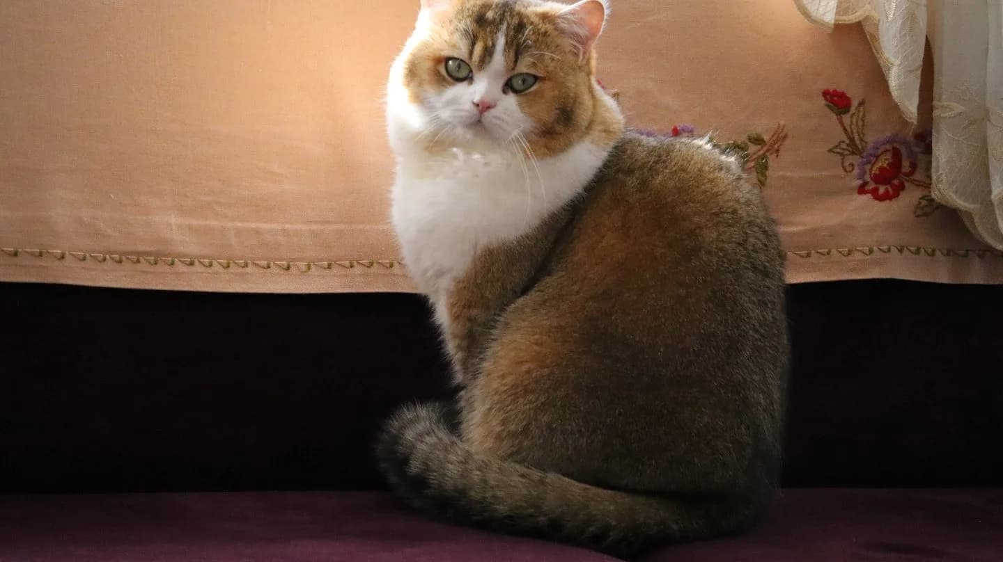 Simba'ya yuva arıyoruz