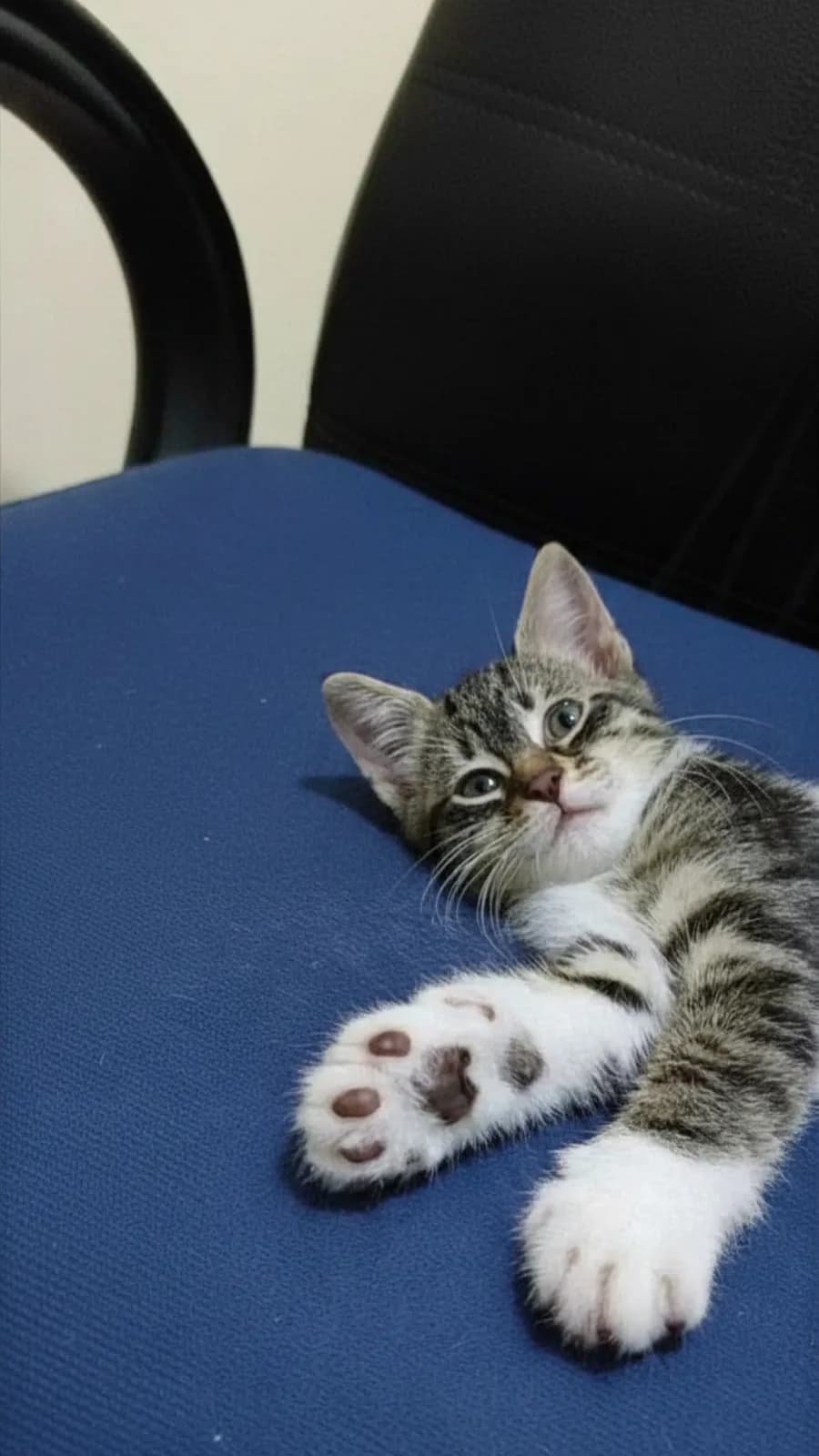 Sadece Bir Yuva Arıyor