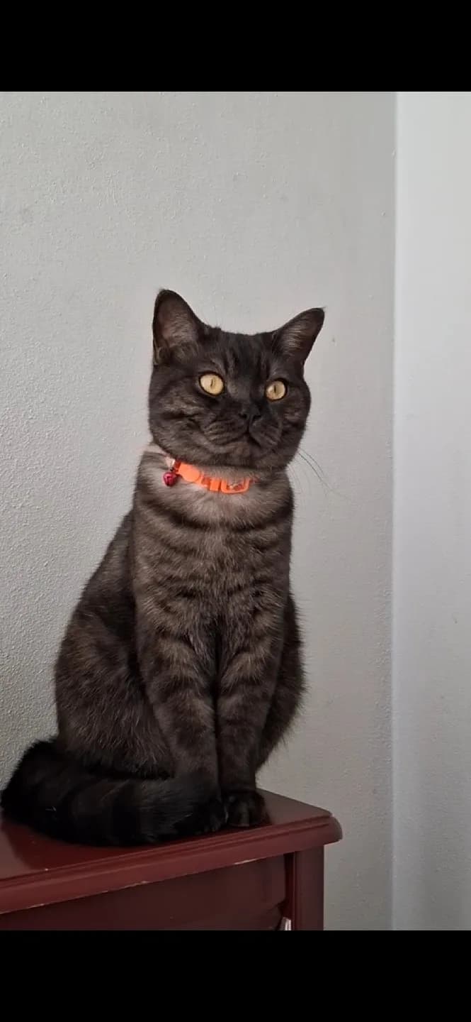 kedi sahiplendirme