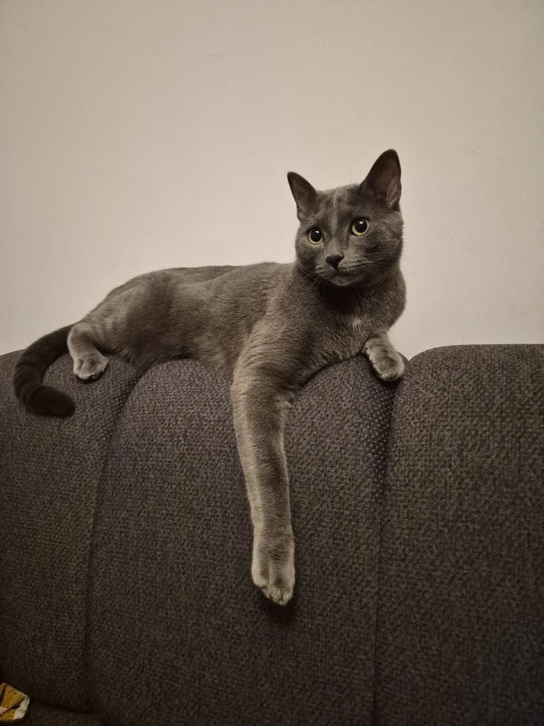 kral gibi bir kedi