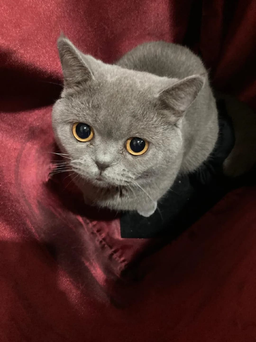 british ücretsiz kedi sahiplendirme