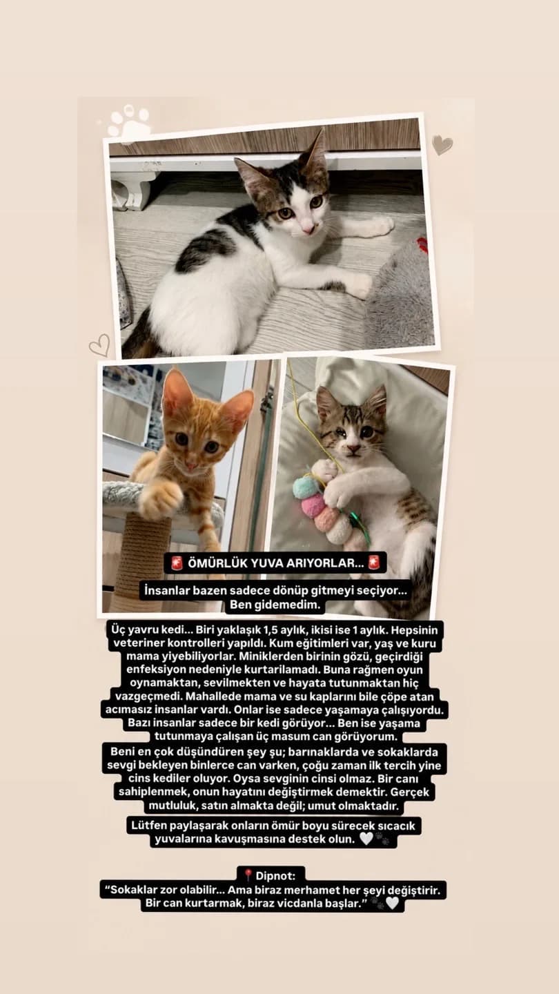 🚨Çok Acil Ömürlük Yuva 🚨