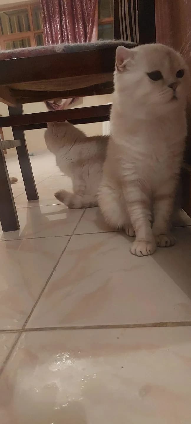 British kedi anne baba iki yavru