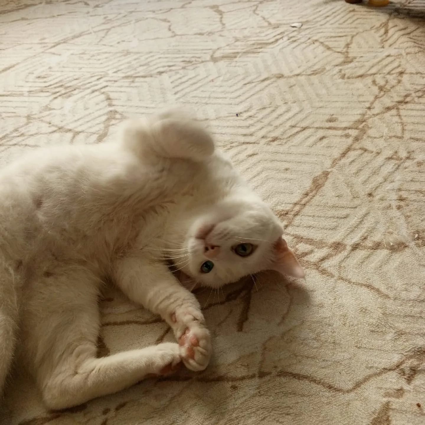 Kedime güvenilir yuva arıyoruz💕
