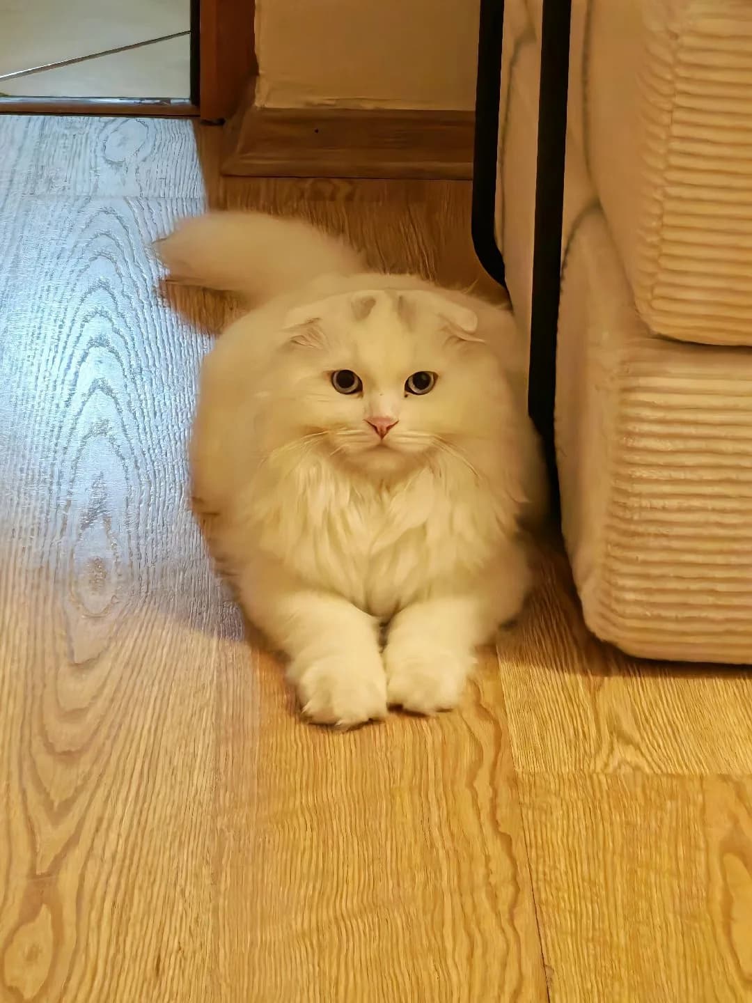 erkek scotish long hair