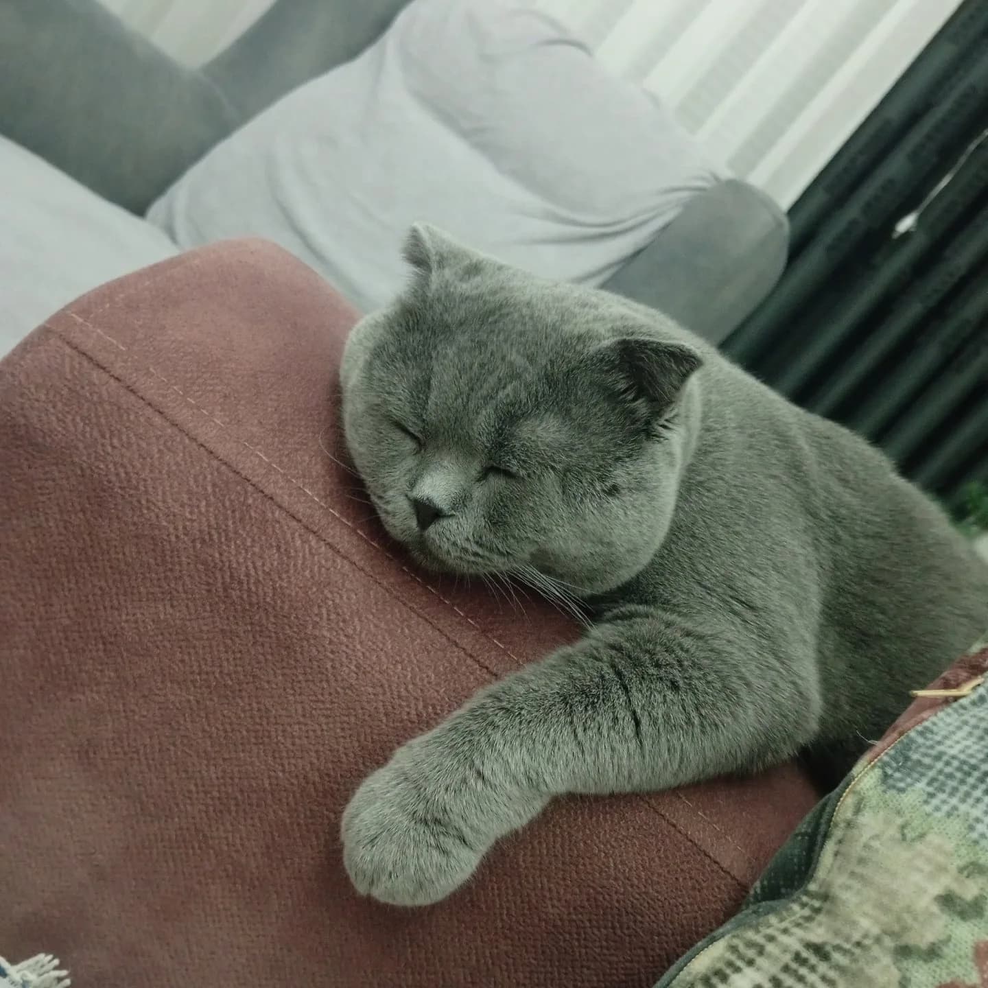 10 aylık erkek Scottish fold