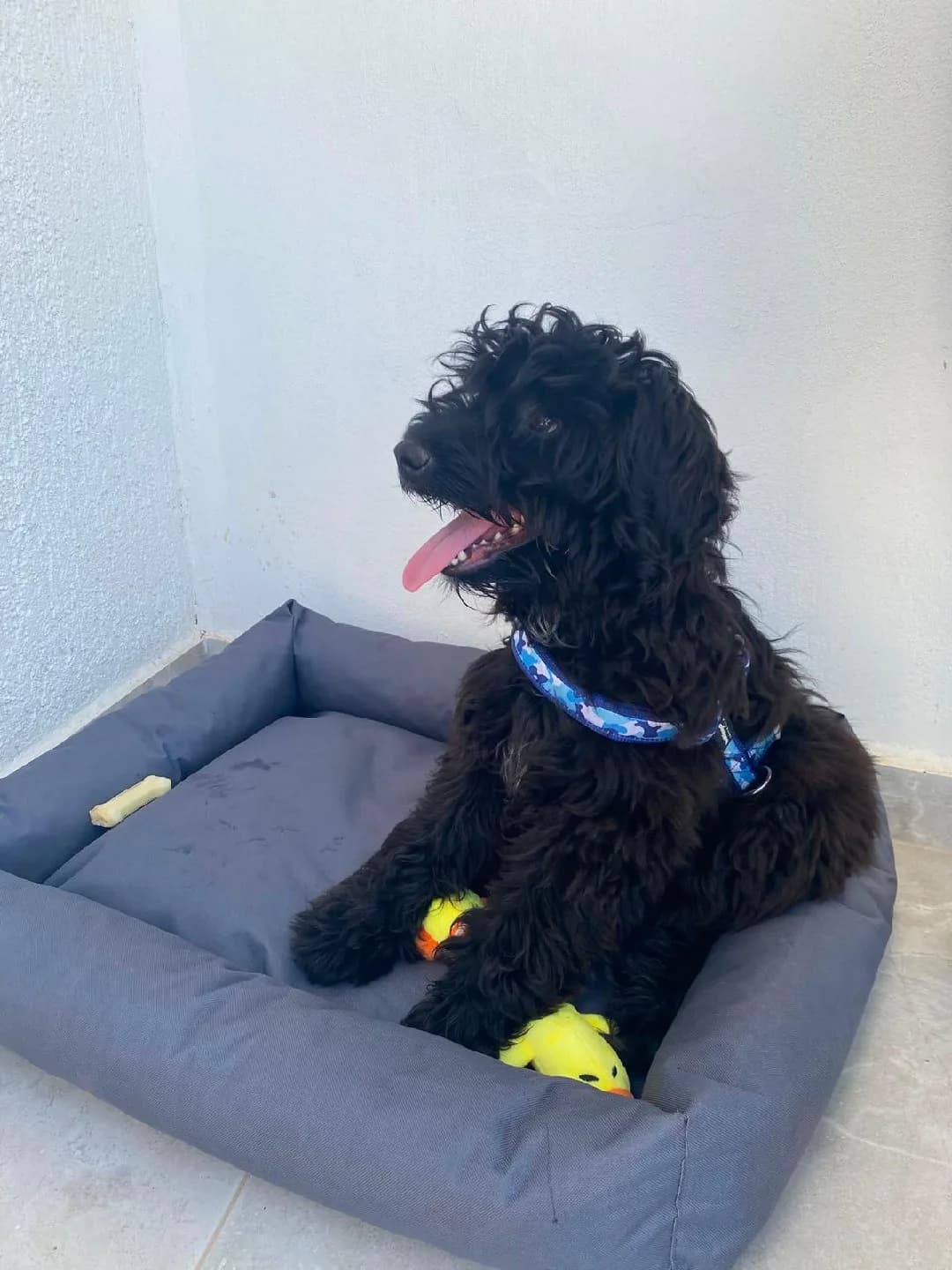 maltese terrier Nero'ya acil yuva