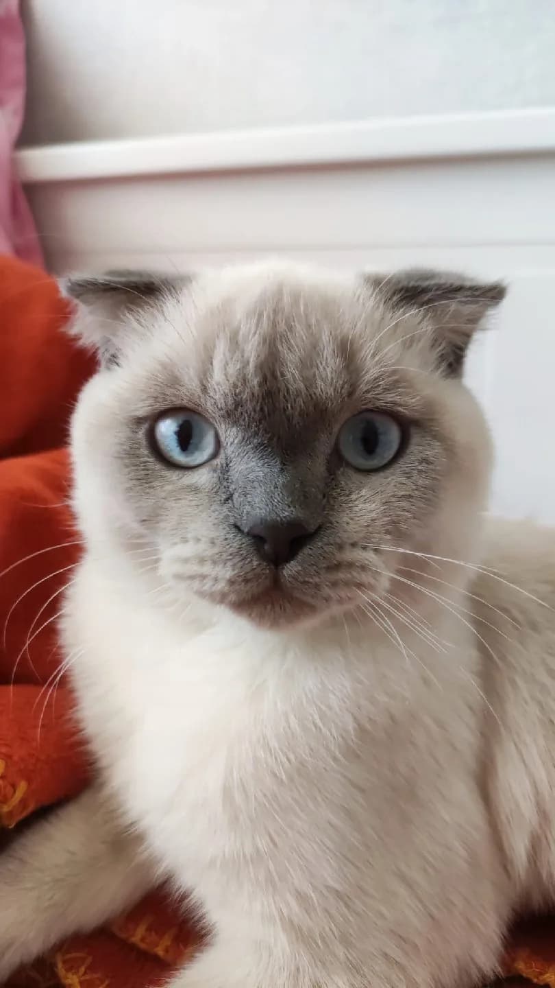 scottish fold blue point
