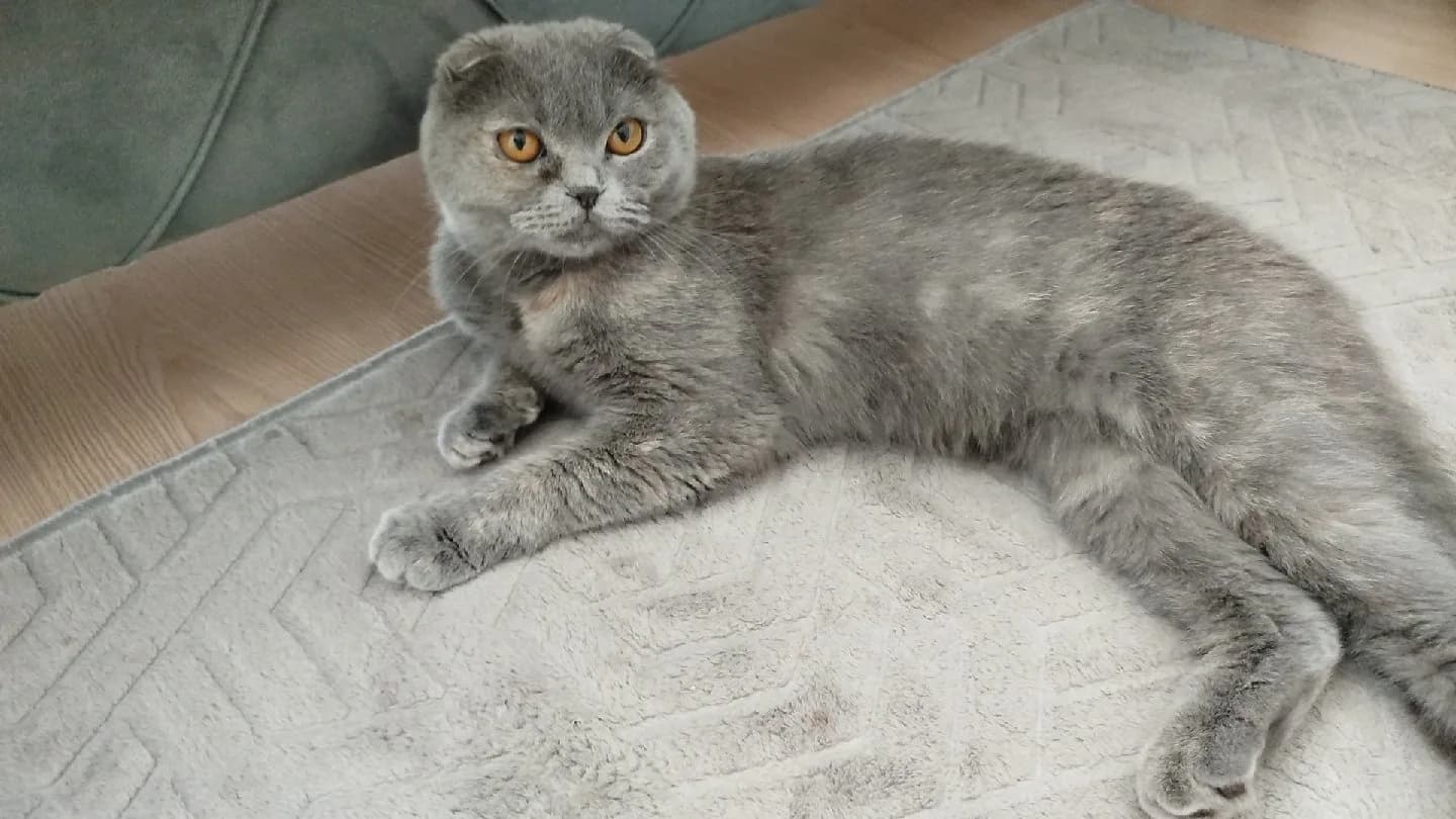 kedi sahiplendirme