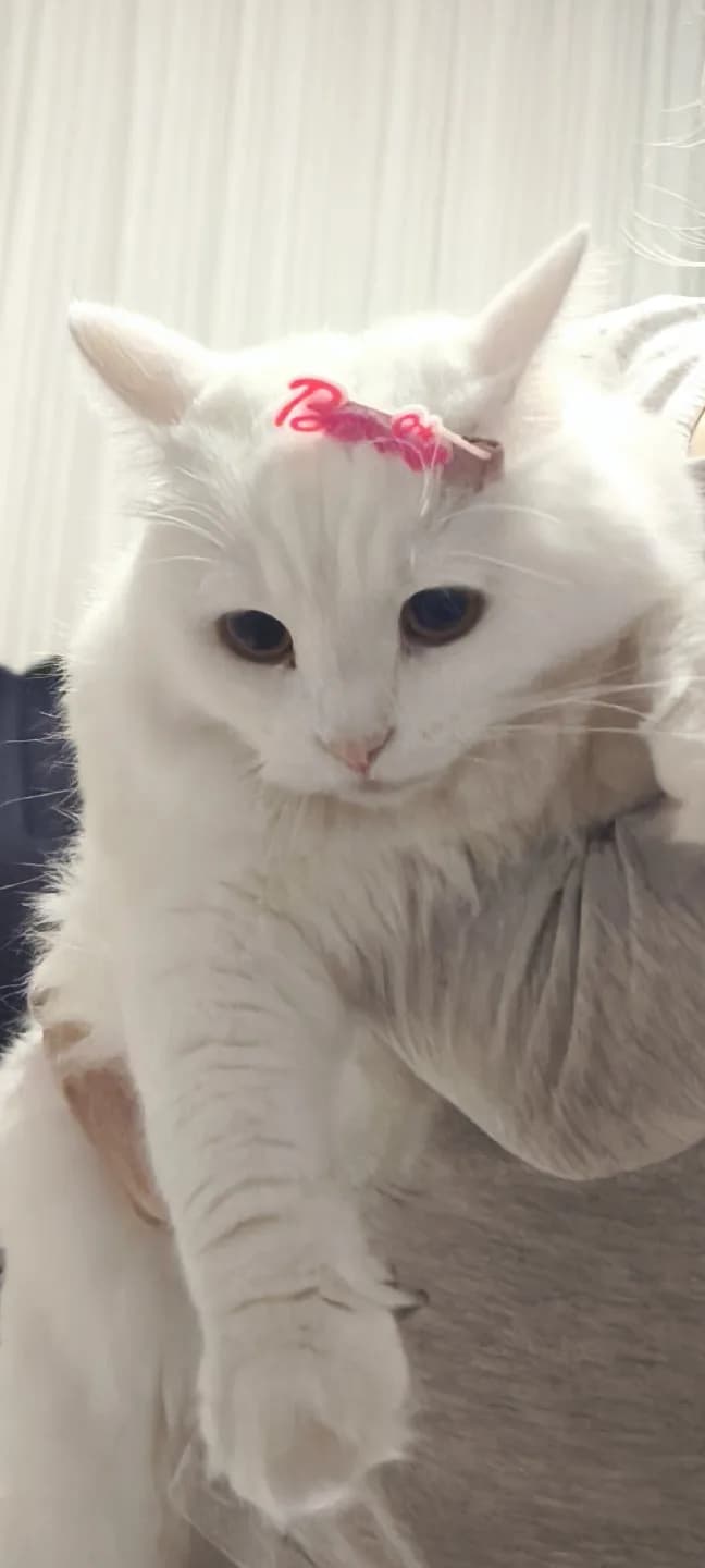 Yıldız yeni yuvasını arıyor