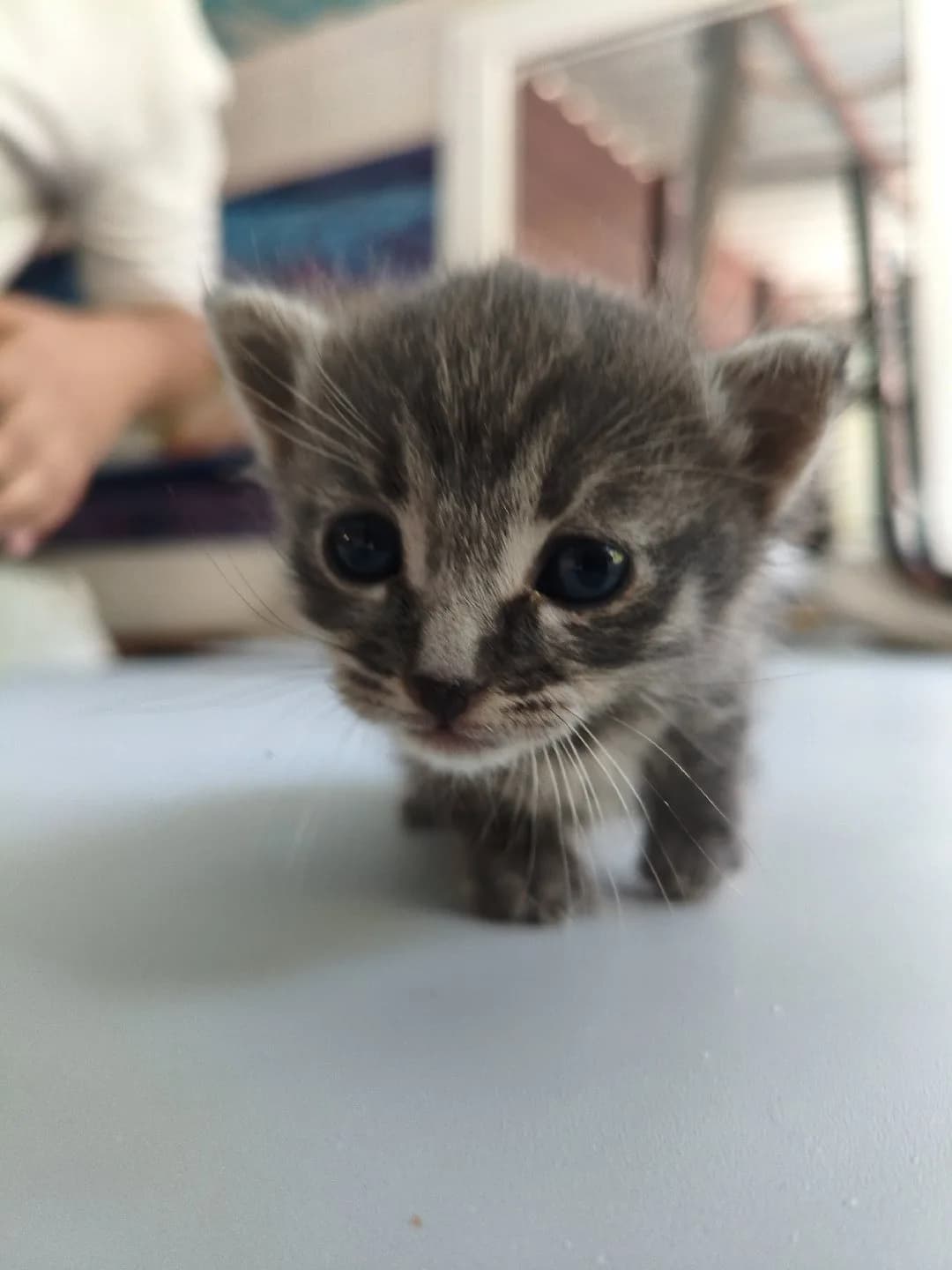 YAVRU KEDİ