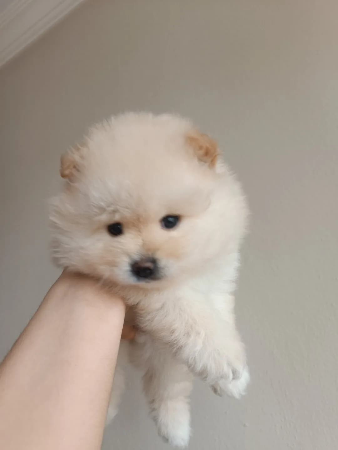 köpek sahiplendirmek