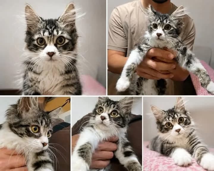yavru kedi acil yuva aranıyor