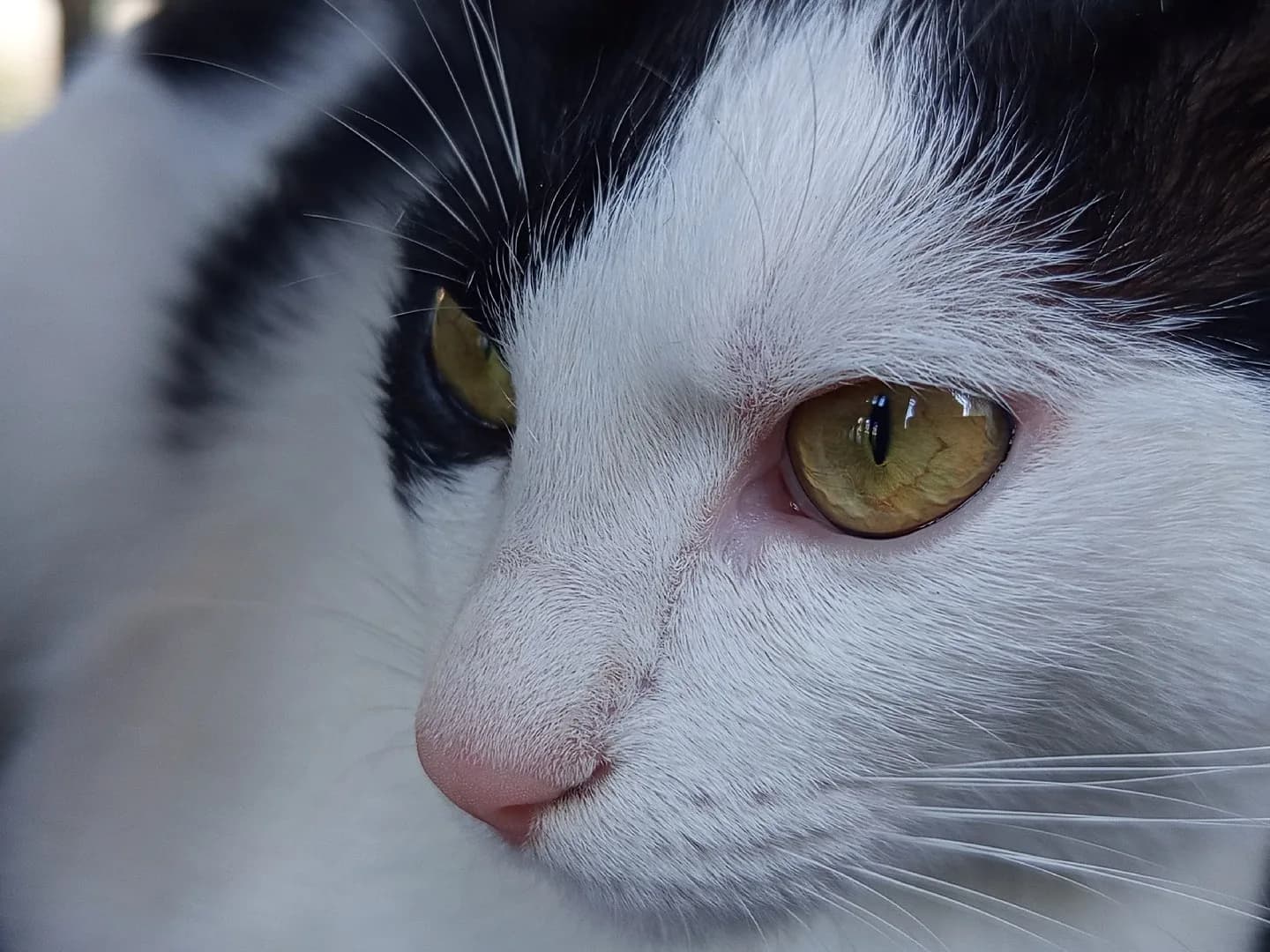 Pıtırcık'a acil yuva aranıyor. 😺
