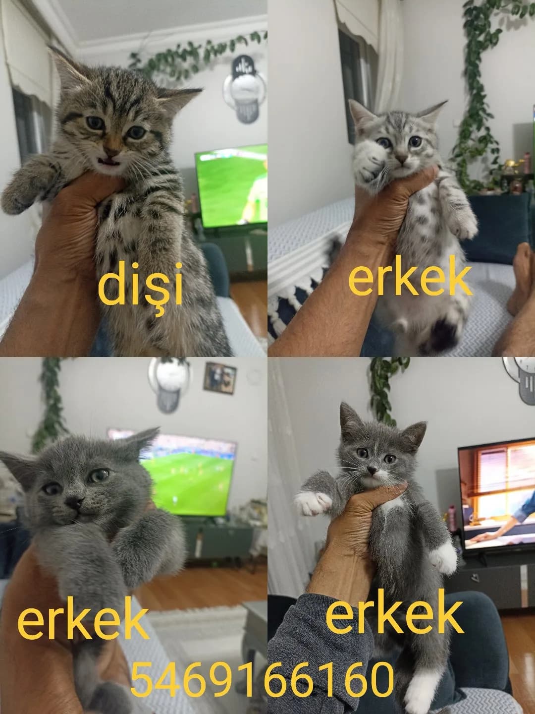 2 aylık oldular. mama yemeye başladılar.