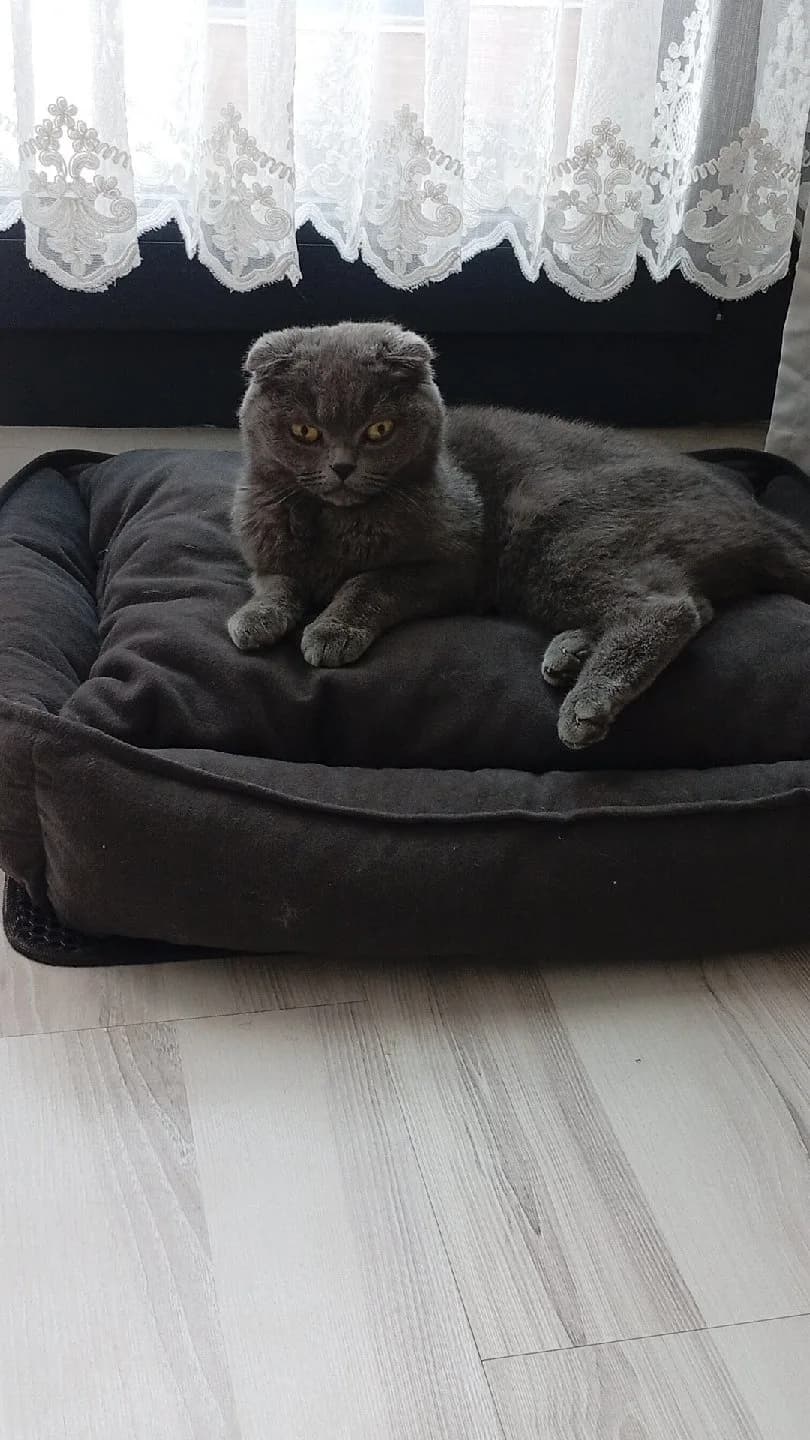 manısa scottish fold sahiplendirme