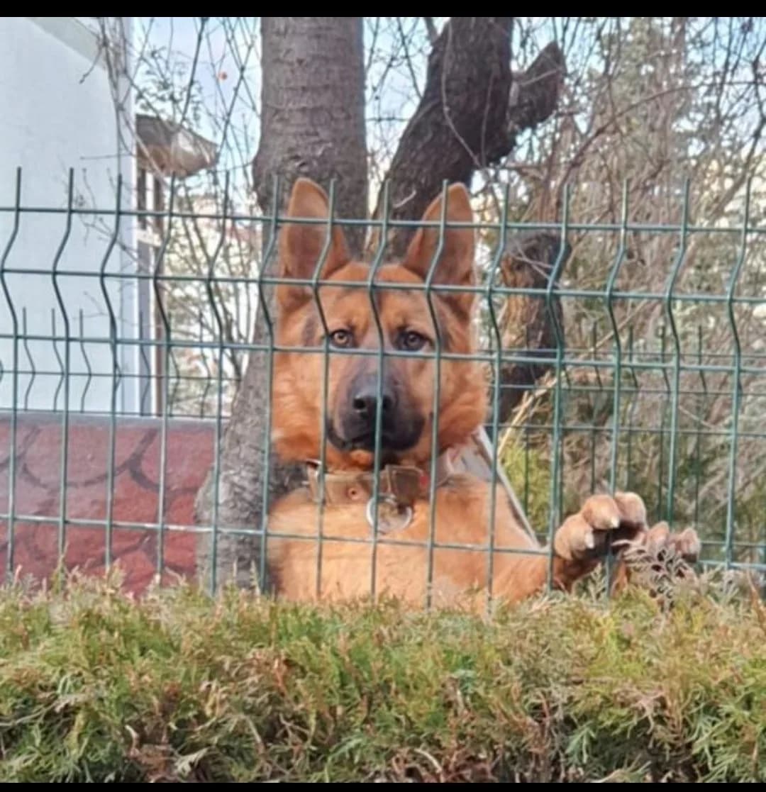 köpeğimi sahiplendirmek istiyorum