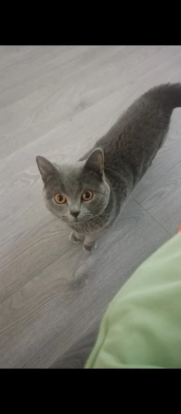 Acil Çok Acil Sahiplenmek istiyorum